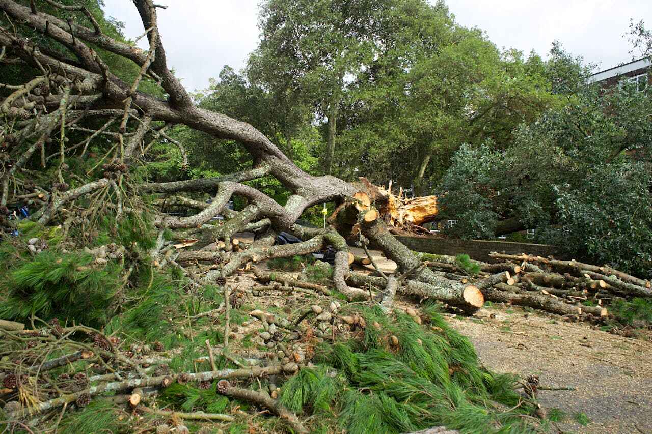 Tree Removal for Businesses in Lakeview Estates, GA